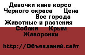 Девочки кане корсо. Черного окраса.  › Цена ­ 65 000 - Все города Животные и растения » Собаки   . Крым,Жаворонки